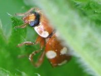 Vierzehntropfiger Marienkäfer, Calvia quatuordecimguttata