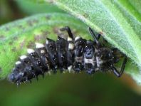 Vierzehntropfiger Marienkäfer, Calvia quatuordecimguttata