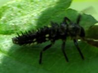 Vierzehntropfiger Marienkäfer, Calvia quatuordecimguttata