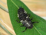 Vierzehntropfiger Marienkäfer, Calvia quatuordecimguttata