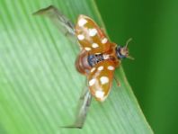 Vierzehntropfiger Marienkäfer, Calvia quatuordecimguttata