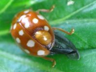 Vierzehntropfiger Marienkäfer, Calvia quatuordecimguttata