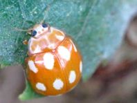 Zehnfleckiger Marienkäfer, Calvia decemguttata