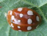 Vierzehntropfiger Marienkäfer, Calvia quatuordecimguttata