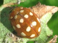 Vierzehntropfiger Marienkäfer, Calvia quatuordecimguttata