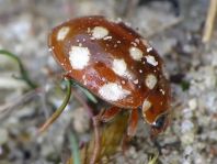 Vierzehntropfiger Marienkäfer, Calvia quatuordecimguttata