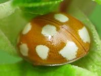 Zehnfleckiger Marienkäfer, Calvia decemguttata