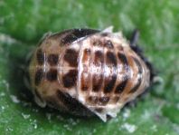 Vierzehntropfiger Marienkäfer, Calvia quatuordecimguttata, Puppe