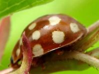 Vierzehntropfiger Marienkäfer, Calvia quatuordecimguttata