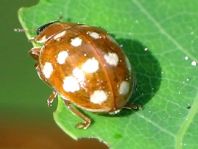 Vierzehntropfiger Marienkäfer, Calvia quatuordecimguttata