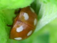 Vierzehntropfiger Marienkäfer, Calvia quatuordecimguttata