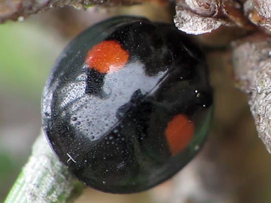 Rundfleckiger Schildlaus-Marienkäfer, Chilocorus renipustulatus