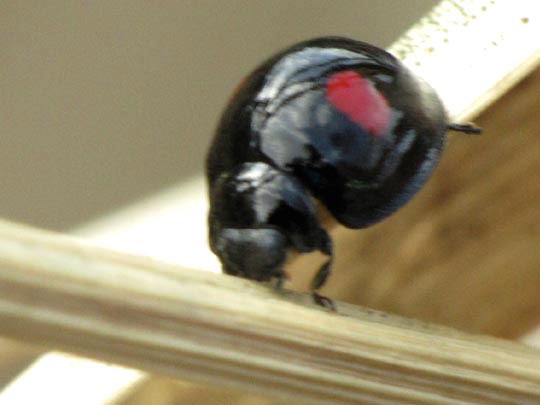 Rundfleckiger Schildlaus-Marienkäfer, Chilocorus renipustulatus