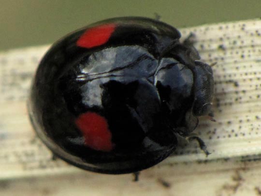 Rundfleckiger Schildlaus-Marienkäfer, Chilocorus renipustulatus