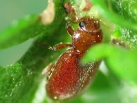 Coccidula rufa, Glänzender Schlankmarienkäfer