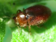 Coccidula rufa, Glänzender Schlankmarienkäfer