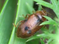 Coccidula scutellata, Gefleckter Schilfmarienkäfer