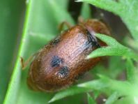 Coccidula scutellata, Gefleckter Schilfmarienkäfer