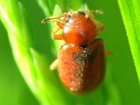 Coccidula rufa, Glänzender Schlankmarienkäfer