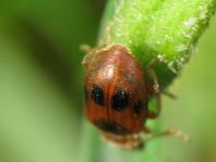 Coccidula scutellata, Gefleckter Schilfmarienkäfer