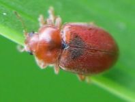 Coccidula rufa, Glänzender Schlankmarienkäfer