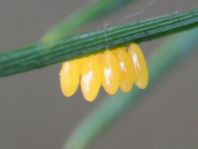 Coccinelidae