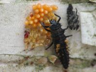 Coccinelidae