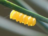 Coccinelidae