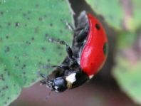 Fünfpunkt Marienkäfer, Coccinella quinquepunctata