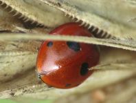 Fünfpunkt Marienkäfer, Coccinella quinquepunctata