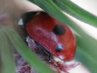 Fünfpunkt Marienkäfer, Coccinella quinquepunctata