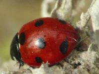 Coccinella algerica