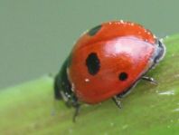 Fünfpunkt Marienkäfer, Coccinella quinquepunctata