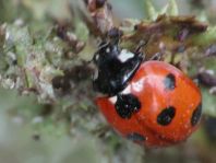 Coccinella algerica