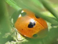 Fünfpunkt Marienkäfer, Coccinella quinquepunctata