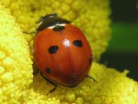 Fünfpunkt Marienkäfer, Coccinella quinquepunctata