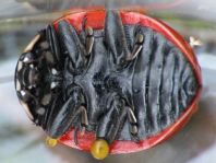 Coccinella magnifica, Ameisen-Siebenpunkt-Marienkäfer