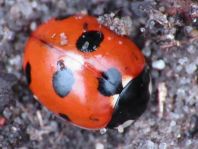 Coccinella magnifica, Ameisen-Siebenpunkt-Marienkäfer