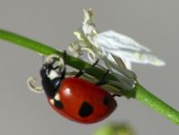 Fünfpunkt Marienkäfer, Coccinella quinquepunctata