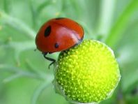 Fünfpunkt Marienkäfer, Coccinella quinquepunctata