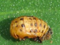 Fünfpunkt Marienkäfer, Coccinella quinquepunctata