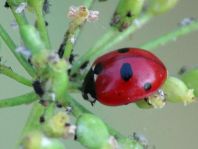 Fünfpunkt Marienkäfer, Coccinella quinquepunctata