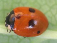 Fünfpunkt Marienkäfer, Coccinella quinquepunctata