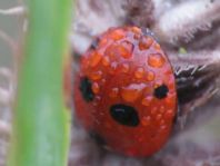 Fünfpunkt Marienkäfer, Coccinella quinquepunctata