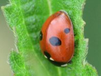 Fünfpunkt Marienkäfer, Coccinella quinquepunctata