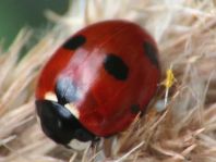 Coccinella magnifica, Ameisen-Siebenpunkt-Marienkäfer