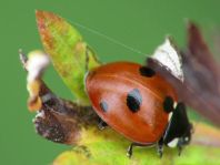 Fünfpunkt Marienkäfer, Coccinella quinquepunctata