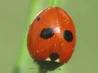 Fünfpunkt Marienkäfer, Coccinella quinquepunctata