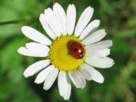 Fünfpunkt Marienkäfer, Coccinella quinquepunctata