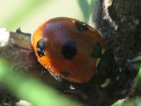 Coccinella magnifica, Ameisen-Siebenpunkt-Marienkäfer